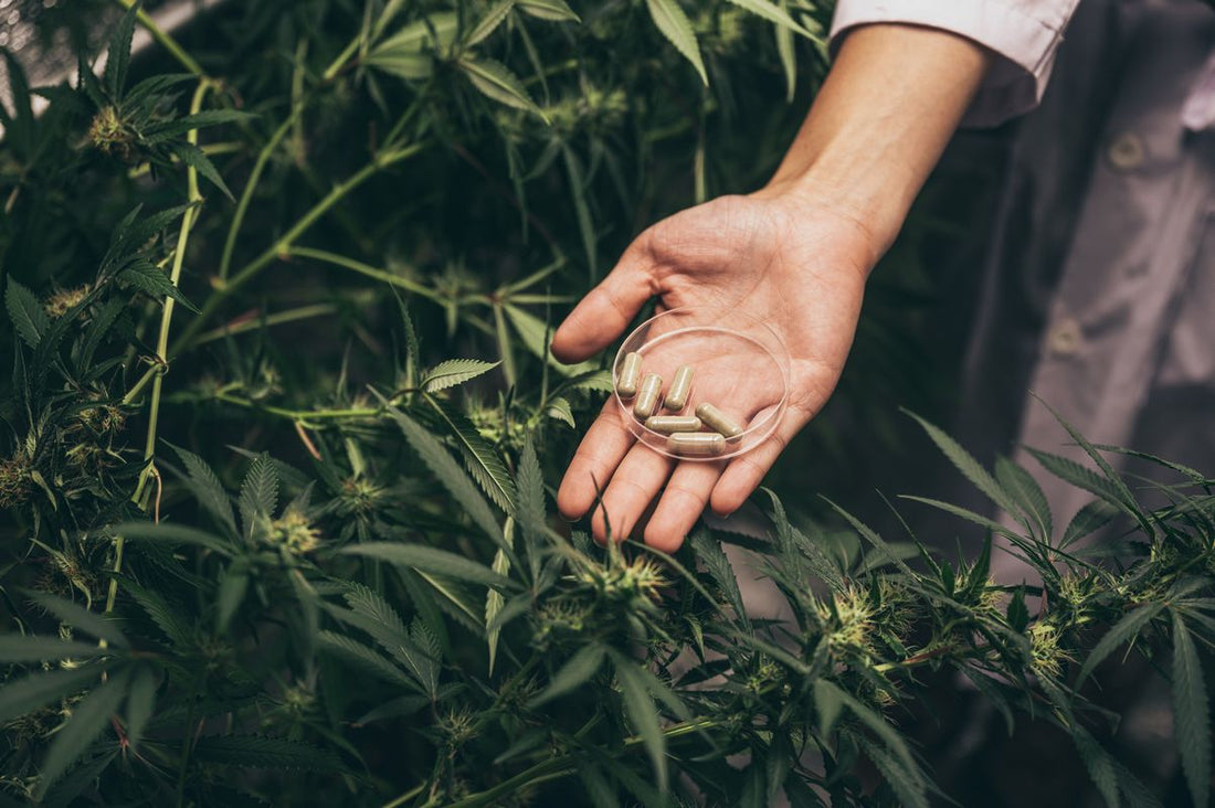 Dłoń z suplementami na tle roślin konopi Blog Zdrowe Dębniki