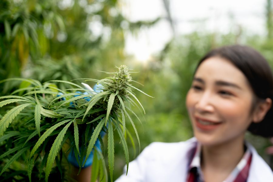  kobieta przyglądająca się krzewowi konopii na plantacji Blog Zdrowe Dębniki