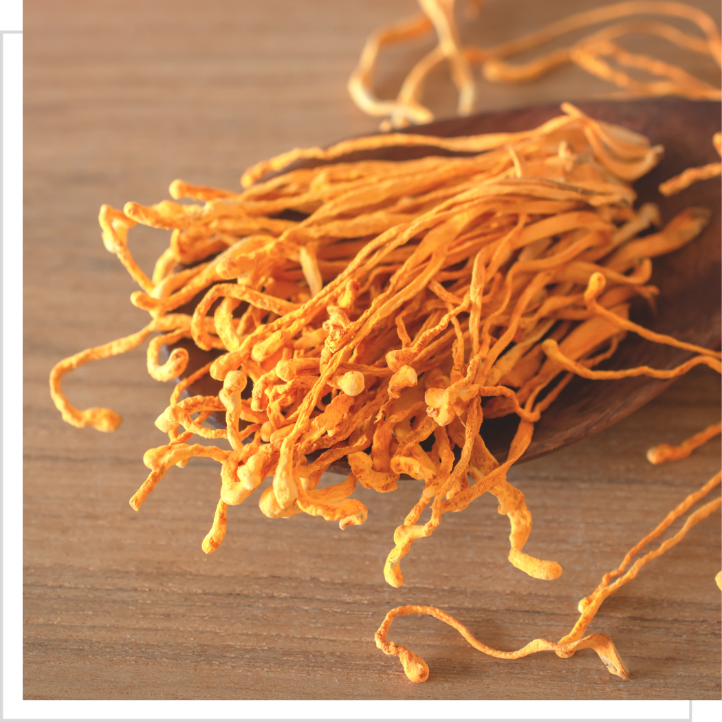 Cordyceps militaris - Maczużnik bojowy - 100 g MYQO