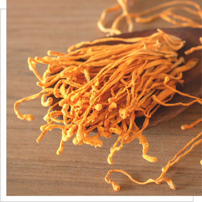 Cordyceps militaris - Maczużnik bojowy - 100 g MYQO